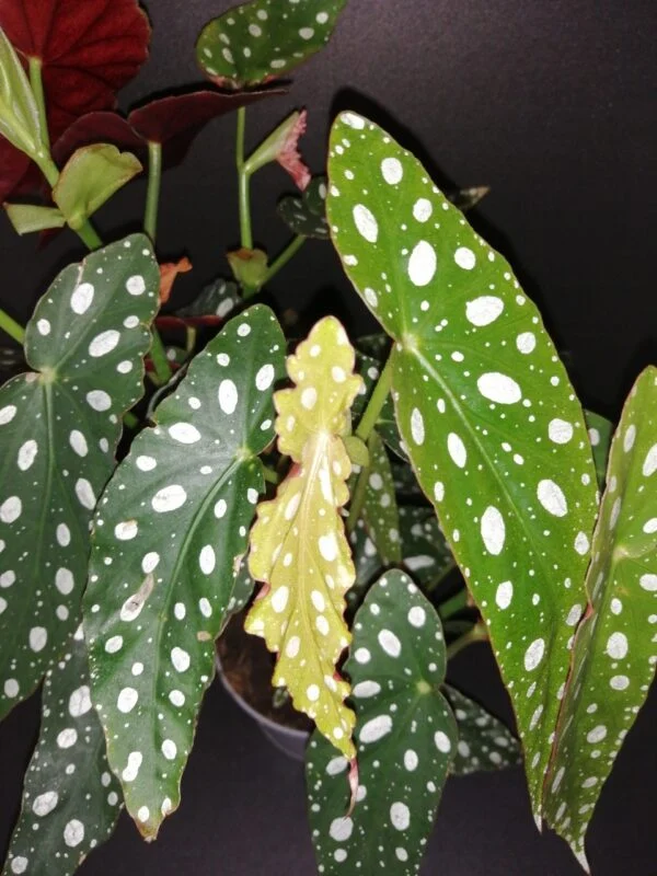 Hoya puber ex Hoya picta, foto 32
