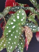 Begonia maculata Polka Dot