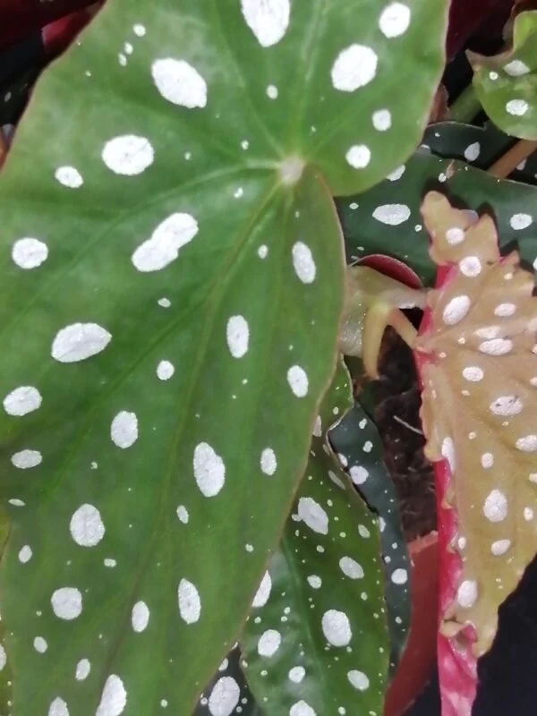 Hoya puber ex Hoya picta, foto 36