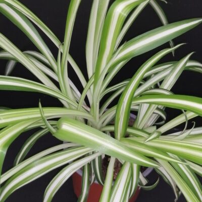 Clorophytum comosum Variegatum, Falangio