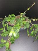 Aeschynanthus marmoratus