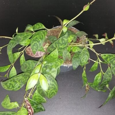 Aeschynanthus marmoratus