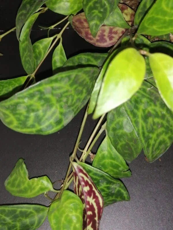 Hoya puber ex Hoya picta, foto 42