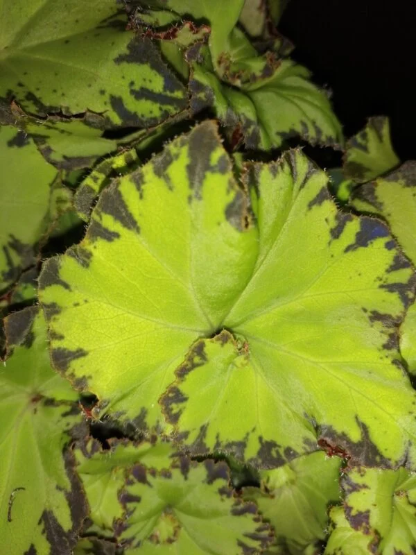 Begonia Jive, foto 3