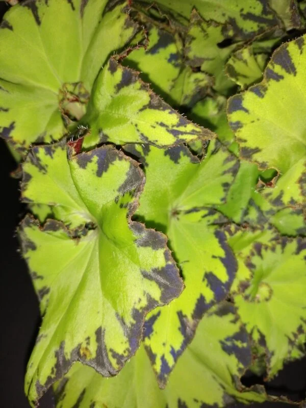 Begonia Jive, foto 2