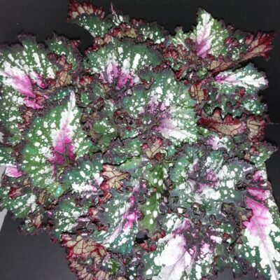 Begonia Purple Blush