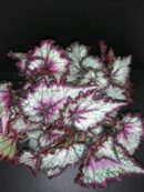 Begonia Odiss