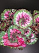 Begonia rex Macarena