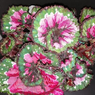 Begonia rex Macarena