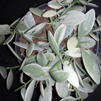 Dischidia onanthe White Diamond