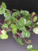 Senecio mikanioides sin. Delairea odorata