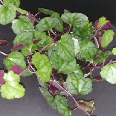 Senecio mikanioides sin. Delairea odorata