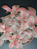 Fittonia Grey Sensation