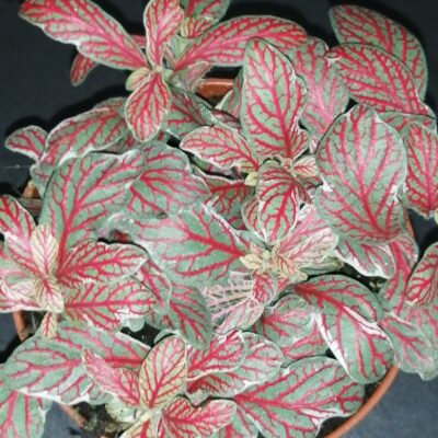 Fittonia Grey Sensation