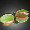 Hoya Flamingo Dream, pianta da interno