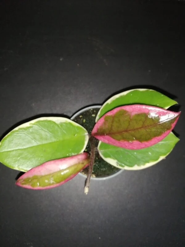 Hoya Flamingo Dream, pianta da interno