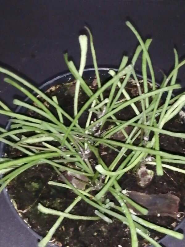 Hoya retusa, pianta da interno