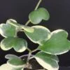 Hoya puber ex Hoya picta, foto 64
