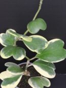 Hoya kerrii Variegata, Hoya kerrii albomarginata