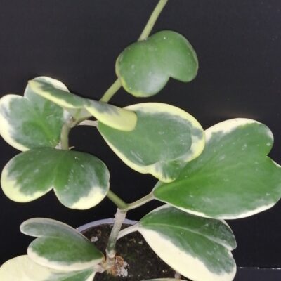 Hoya kerrii Variegata, Hoya kerrii albomarginata