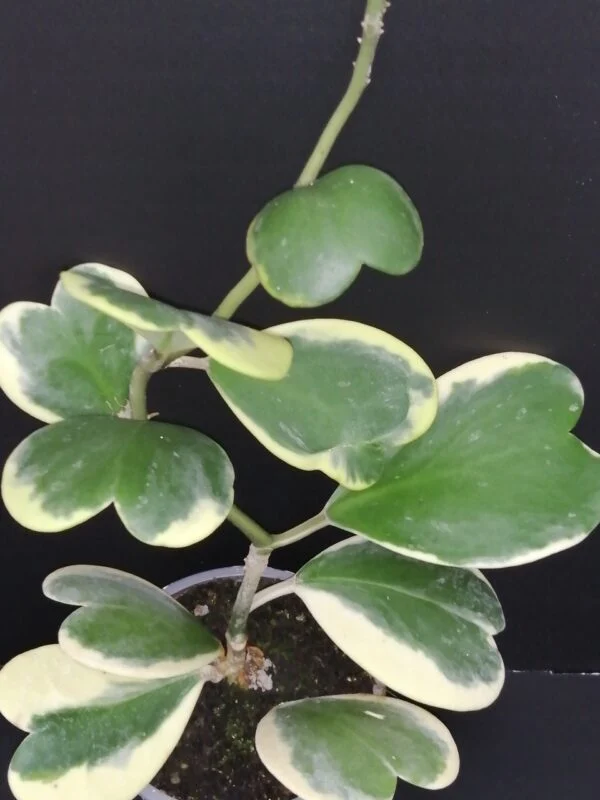 Hoya puber ex Hoya picta, foto 64