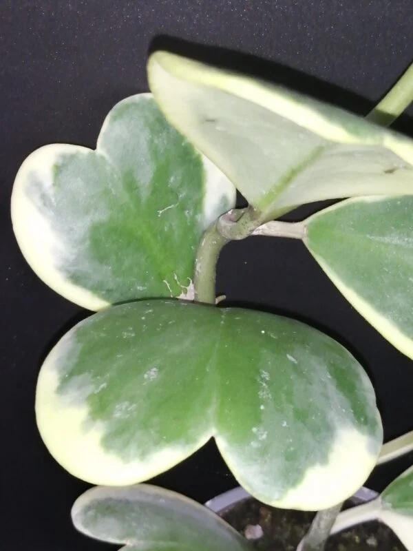 Hoya puber ex Hoya picta, foto 65