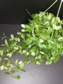 Hoya puber ex Hoya picta