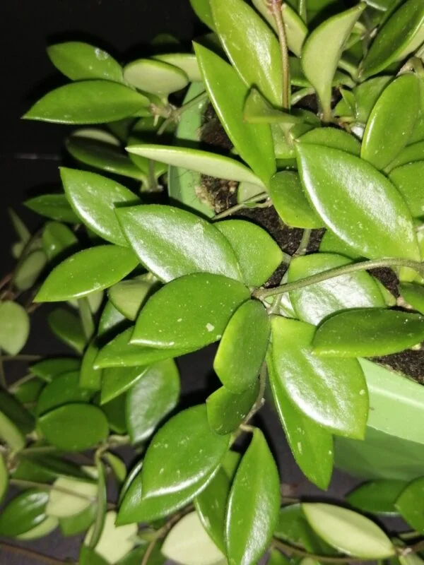 Hoya puber ex Hoya picta, foto 5