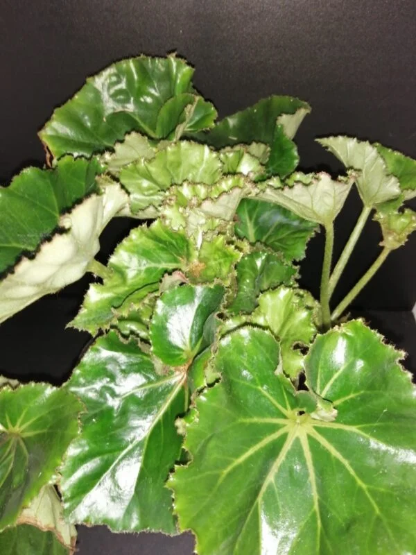 Begonia Essie Hunt, pianta da interno