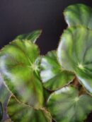 Begonia hydrocotylifolia