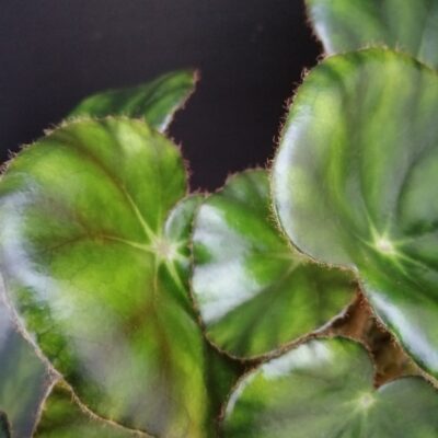 Begonia hydrocotylifolia