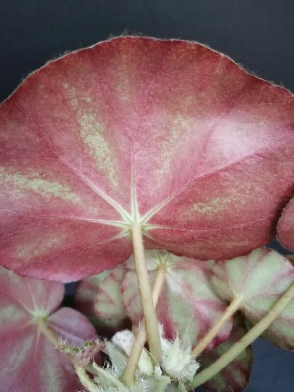 Begonia hydrocotylifolia, foto 2