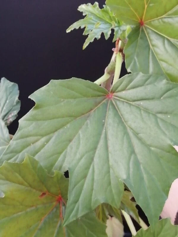 Begonia U442, foto 2