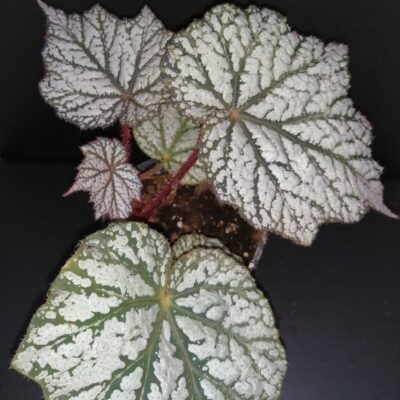 Begonia Sterling Moon