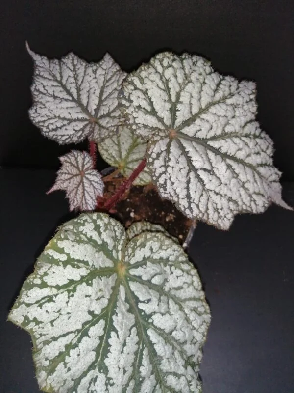 Begonia Sterling Moon, pianta da interno e da esterno