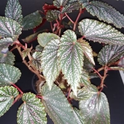 Begonia Pink Benigo