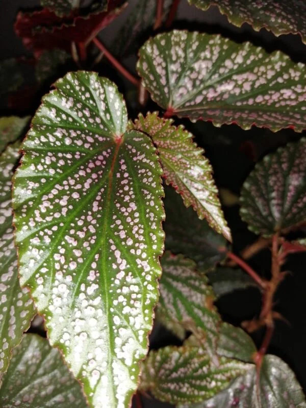 Begonia Pink Benigo, foto 3