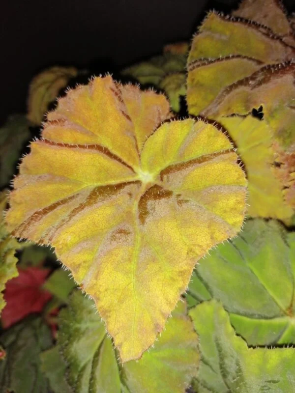 Begonia Amber Love, foto 6