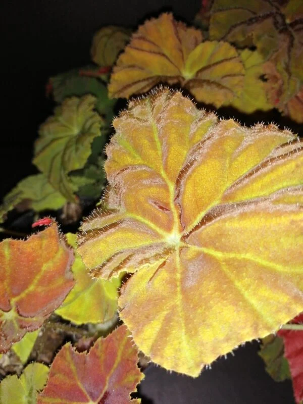 Begonia Amber Love, foto 5