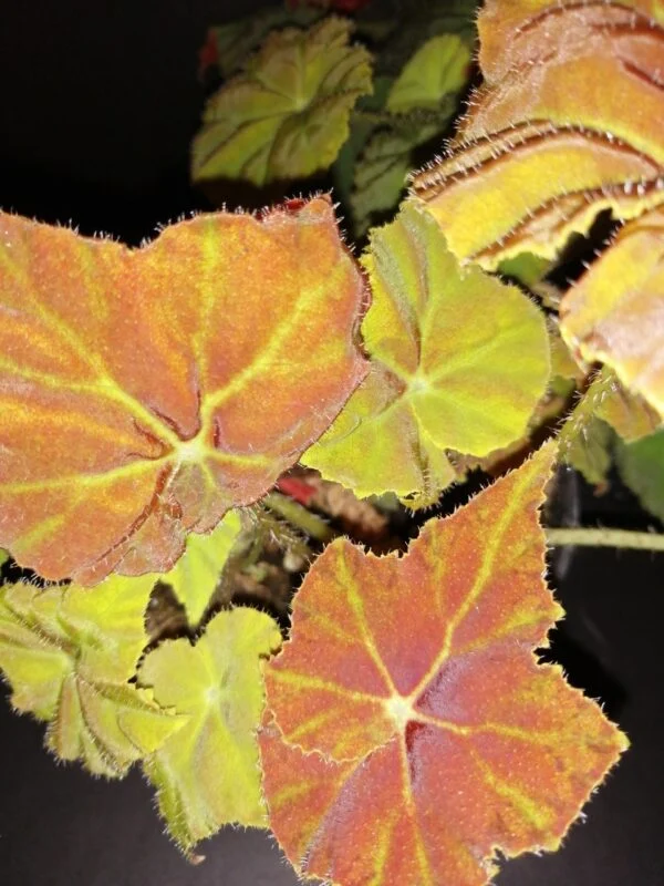 Begonia Amber Love, foto 4
