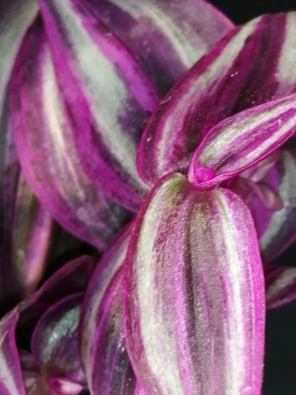 Tradescantia Pink Paradise, foto 3