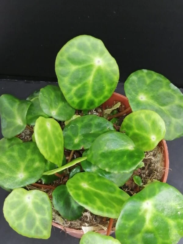 Tradescantia sillamontana ‘Variegata’ micro, foto 6