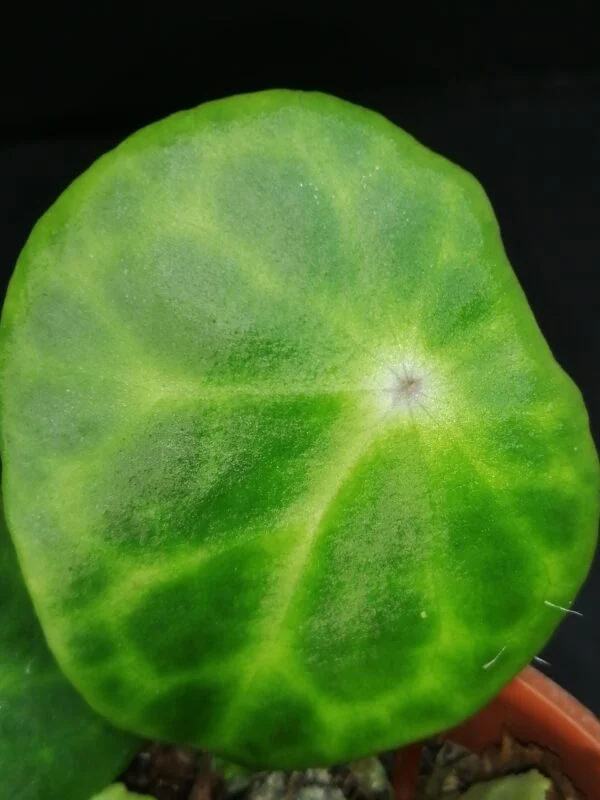Tradescantia sillamontana ‘Variegata’ micro, foto 7