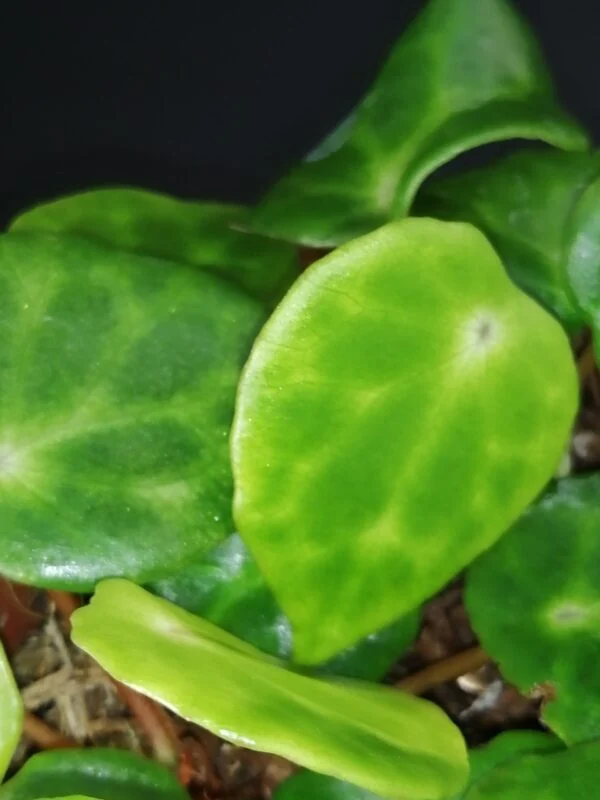 Tradescantia sillamontana ‘Variegata’ micro, foto 8