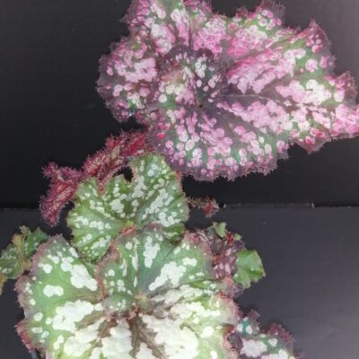 Begonia Rex Cultorum 1