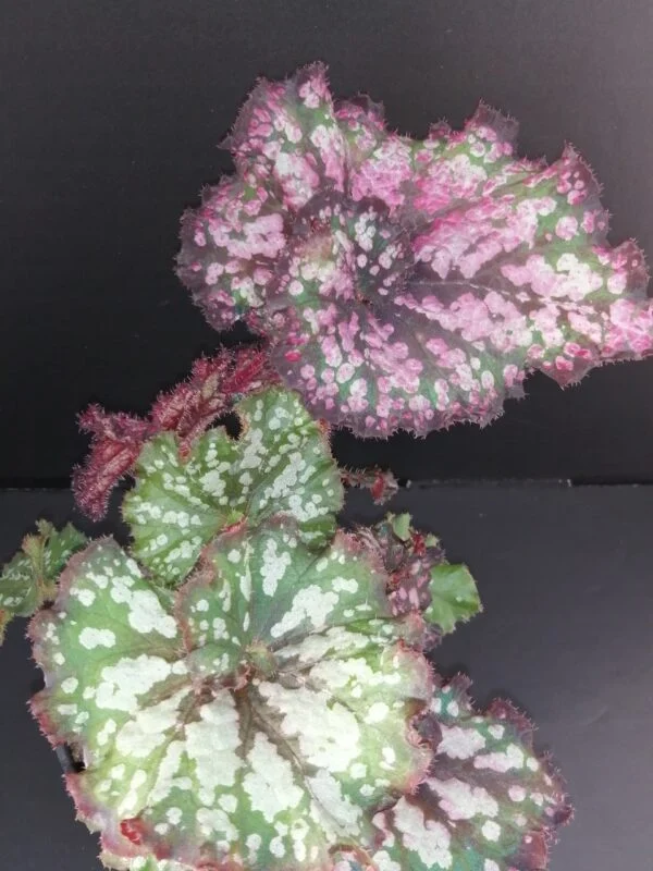 Begonia Rex Cultorum 1, pianta da interno