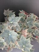 Begonia Black Velvet