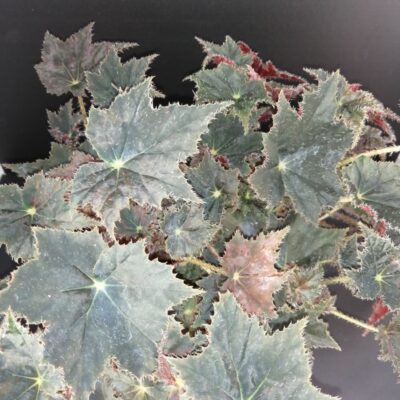 Begonia Black Velvet