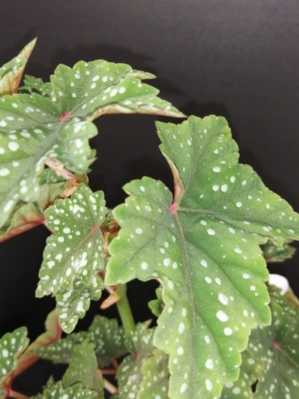 Tradescantia sillamontana ‘Variegata’ micro, foto 14