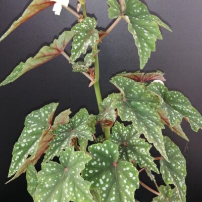 Begonia Izumonokiraboshi